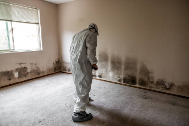 Best Mold Remediation for Healthcare Facilities  in Fort Thomas, KY